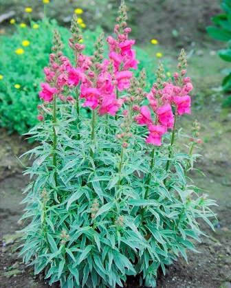 New From Skagit Gardens