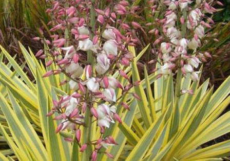 Terra Nova’s Shrubs To Love