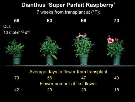 Energy-Efficient Annuals: Dianthus & Snapdragon