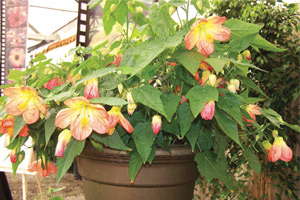 Lucky Lantern Abutilons: Editor’s Choice Award Nominee