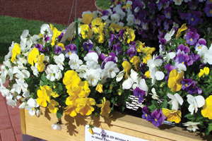 Plentifall Pansies: Editor’s Choice Award Nominee