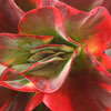 Steamy Tropicals And Foliage