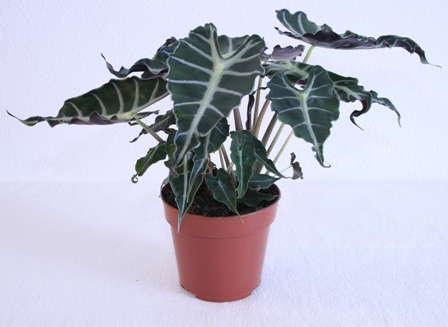 Newly Launched Online Foliage Company Bloomscape Grabs Consumer Headlines in its First Week