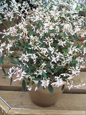 New Varieties Guide 2009: Ball Horticultural Co.