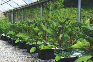 Managing Organic Food Waste In Your Business