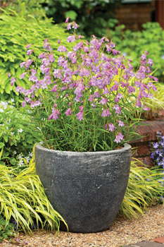 Blooms Of Bressingham’s ‘Sweet Joanne’ and ‘Prairie Twilight’