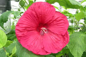 Production Tips For Top Performers: Hibiscus moscheutos