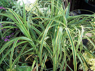 New Varieties Guide 2009: Skagit Gardens