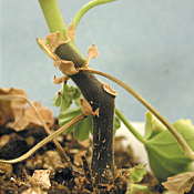 Insect & Disease ID And Diagnosis Guide: Stem Lesions