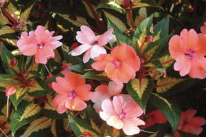Classic City Awards For Annuals