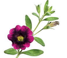 Growing ‘Blackberry Punch’