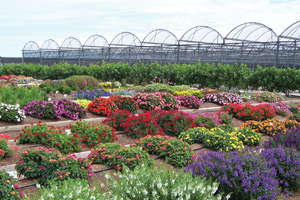 Globetrotting Grower: Europe Versus The U.S. In Floriculture
