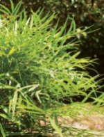 Shrubs And Trees From Southern Living Plant Collection Solve Southern Landscape Problems