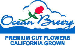 Ocean Breeze International