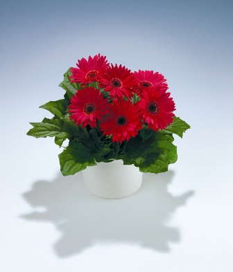 Sneak Preview: American Takii’s 2010 Varieties