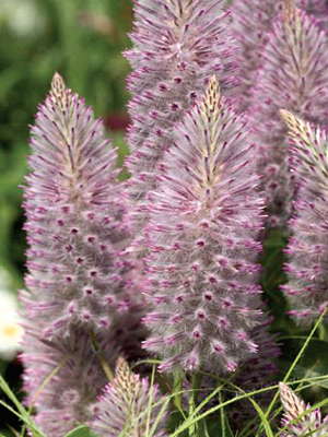 Benary’s Ptilotus ‘Joey’ Back In The News