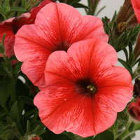 ‘Strawberry Zest’ Added To Home Depot’s VIVA! Brand