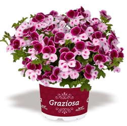 Graziosa Piccola Interspecific Geranium From Dömmen