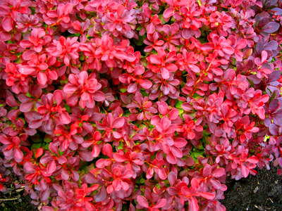 PlantHaven Berberis Receive RHS Awards