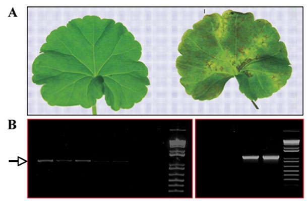 Bacterial Blight Breakthrough