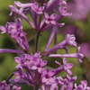 Perennials And Shrubs: New Returning Favorites