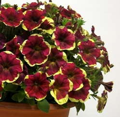 Petunia ‘Sunpleasure Purple Yellow Circle’ From GGG