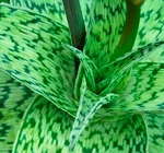 Three New Succulents From Rancho Tissue Technologies