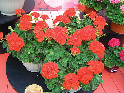 New Varieties Guide 2009: Fides