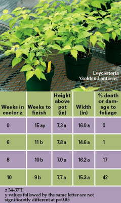 Shrubs That Can Be Greenhouse Forced