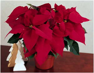 Poinsettia Prowess