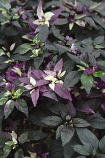 Colors To Look For Come Spring