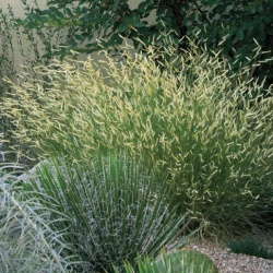 ‘Blonde Ambition’ Ornamental Grass From High Country Gardens