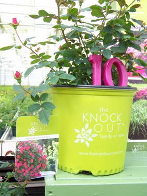 New Decade For Knock Out Roses