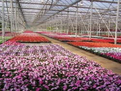 Bob’s Market & Greenhouses Inc.