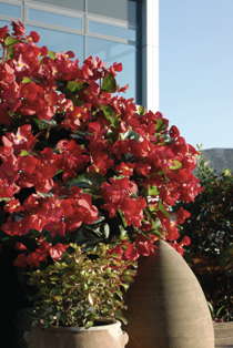 ‘BIG’ Begonia Wins Big In The UK