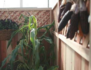 ‘Field Of Dreams’ Decorative Corn Unveiled