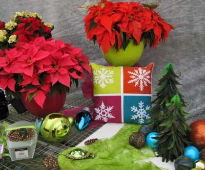 Ecke Poinsettia Open House Design Ideas