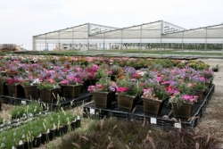 Colorama Wholesale Nursery