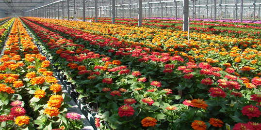 Metrolina Greenhouses