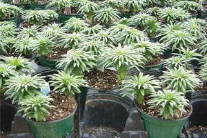 Plant Growth Regulator Guidelines