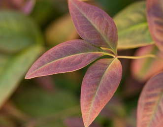 Newbies In Southern Living Plant Collection