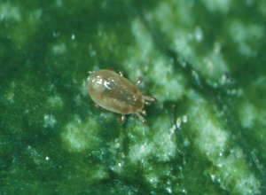 Survey Snapshot Shows Biocontrols Mainstreaming