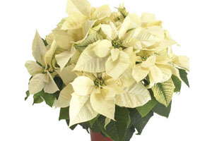 ‘Polar Bear’ Poinsettias Going To Vegas
