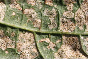 Recommendations For Control Of Thrips From Michigan State University Extension