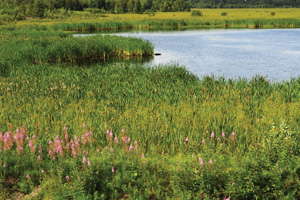 The Peat Report: Suppliers Speak Up