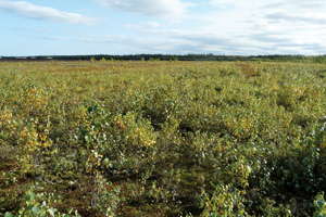 Peat Moss May Be In Short Supply This Year