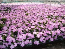 Wenke Greenhouses