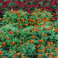 2009 Field Trials: Oklahoma State University