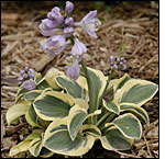 New Perennials For 2010