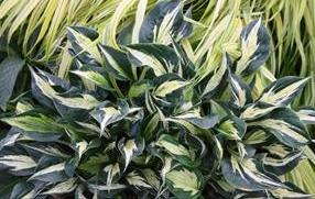 Hostas For Heroes And GreenCare For Communities